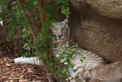 Portrait of white tiger relaxing by rock formation