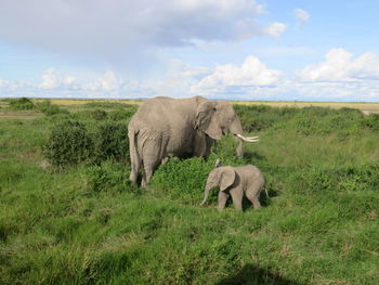 Elephant on field against sky