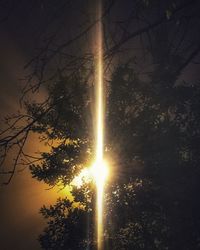 Low angle view of sunlight streaming through trees