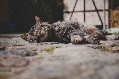 Close-up of a cat resting on footpath