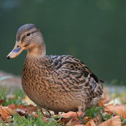 Close-up of duck on field