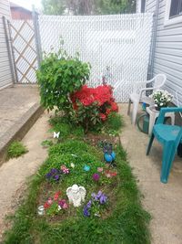 Plant growing in backyard
