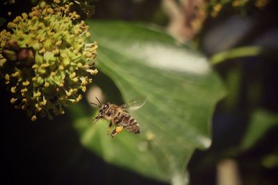 Close-up of bee on plant