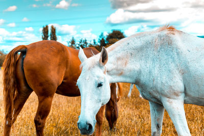 Horses standing in ranch