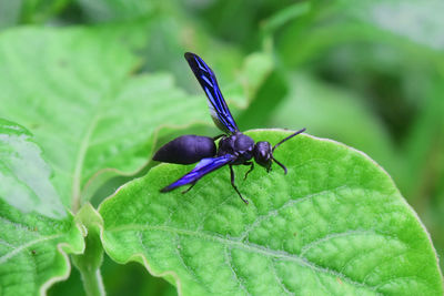 Close-up of insect on leaf