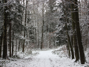 Snow covered pathway amidst trees