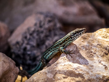 Close-up of lizard on rock