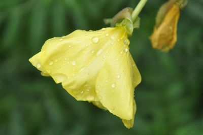 Close-up of wet yellow flower blooming outdoors