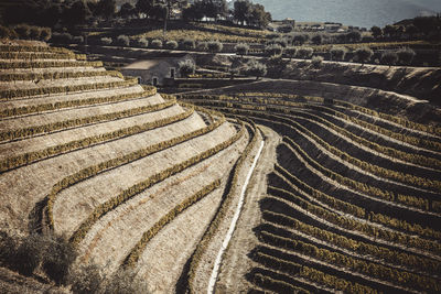 High angle view of agricultural field