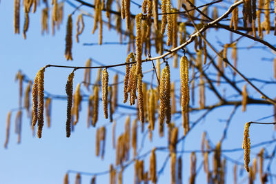 Pollen hanging on twig in spring against blu sky