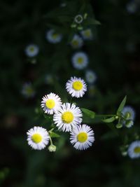 Close-up of white flowering plants