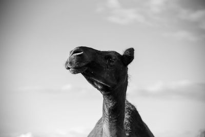 Close-up of animal against sky