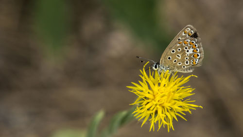 Close-up of butterfly pollinating on yellow flower