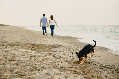 Full length of dog walking on beach