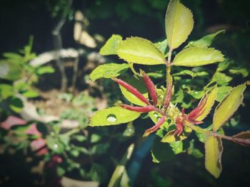 Close-up of insect on plant