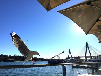 Seagull flying over a bridge