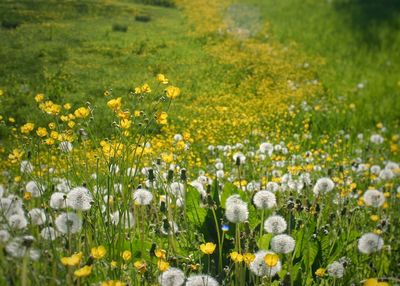 Flowers blooming on grassy field