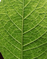 Full frame shot of leaf
