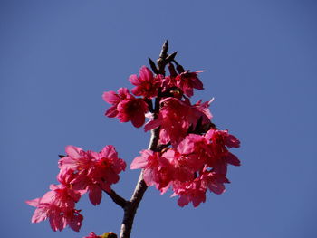Low angle view of pink cherry blossoms against clear sky