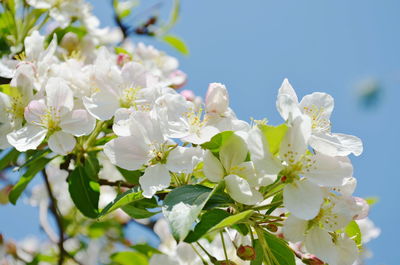 Low angle view of white flowering tree against sky