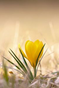 Close-up of yellow crocus blooming on field