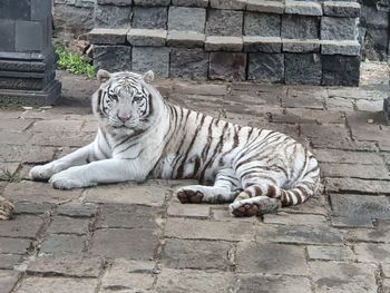 Cat resting in a zoo