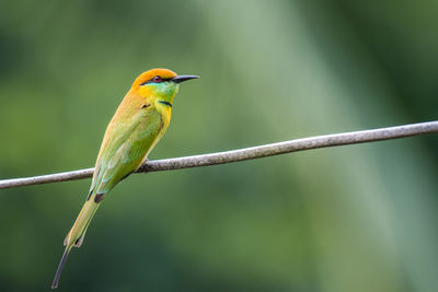 Close-up of bird perching on branch