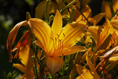 Close-up of yellow lilies