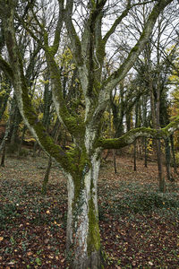 Trees growing in forest during autumn