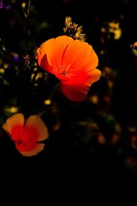 Close-up of orange rose flower