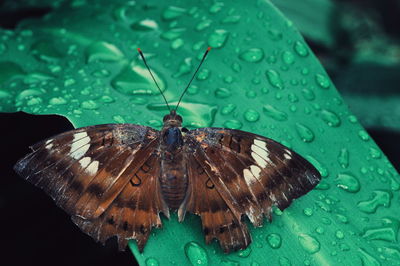 Close-up of butterfly on wet leaf