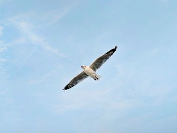 Low angle view of seagull flying in sky