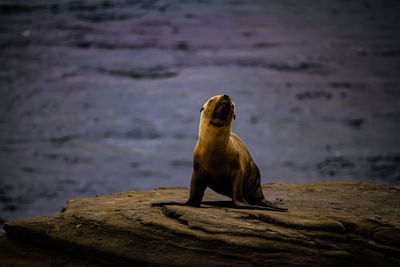 Elephant sitting on rock by sea