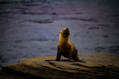Sea lion sitting on rock by sea