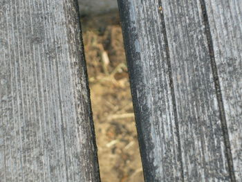 Close-up of tree trunk