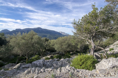 Plants growing on rock against sky