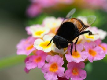 Close-up of bee pollinating on yellow flower