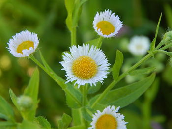 Close-up of white daisy blooming outdoors