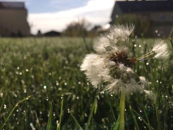 Close-up of dandelion on field