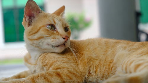 Close-up of a cat looking away
