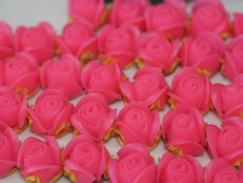 Close-up of pink roses