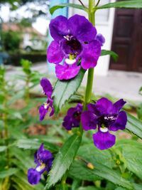 Close-up of purple flowers blooming outdoors