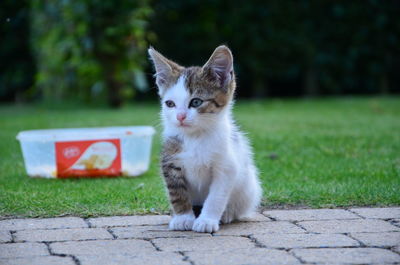 Close-up of cat