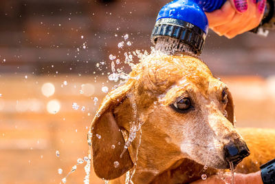 Close-up of dog splashing water