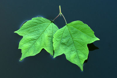 Leaves on dark water surface close - up view