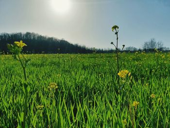 Scenic view of field against sky