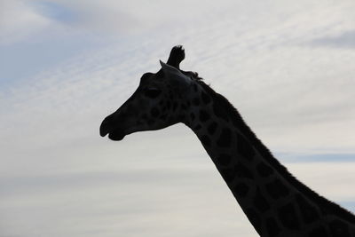 Low angle view of bird against clear sky