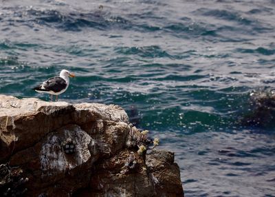 Seagull perching on rock