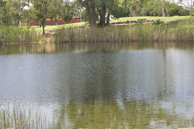 Scenic view of lake against trees