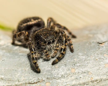 Close-up of insect